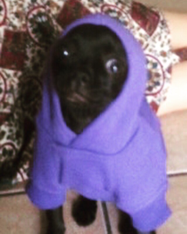 Caption this.......... #Rocco #mylilman #hoodie #chi https://t.co/4tNPUJf2hl