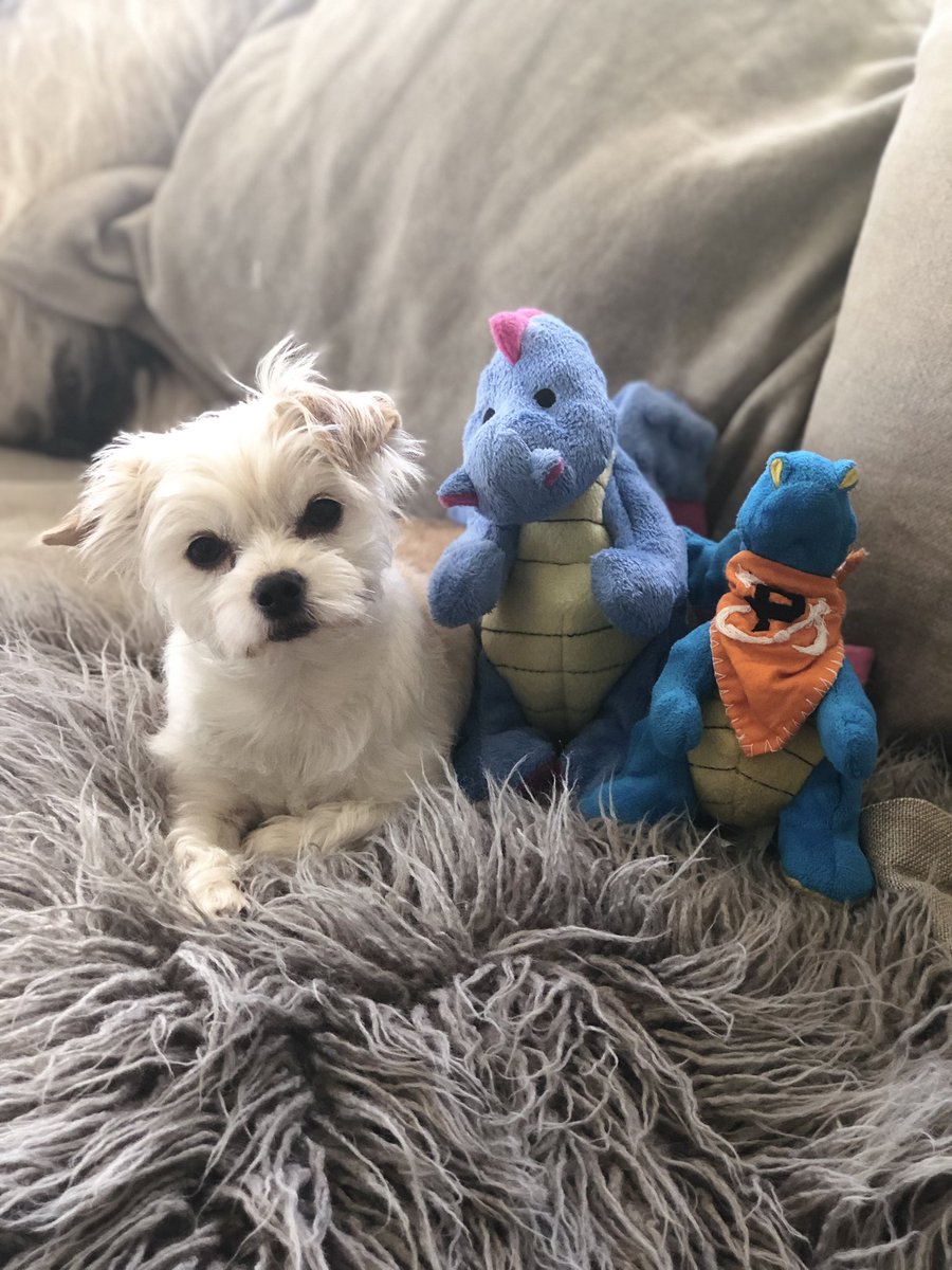 Brother of Dragons. #GameOfThones #RescueDog #AdoptDontShop #Frankie #GoT https://t.co/PltXFFqt3Y
