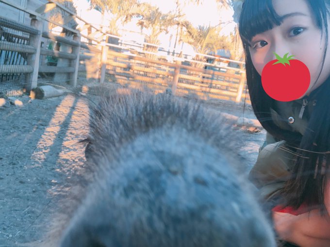 MV撮影のオフショですカピバラがいたので一緒に✌︎1枚目、カメラに近すぎて笑ってたら2枚目で私に急接近してきてびっくりし MV撮影のオフショですカピバラがいたので一緒に✌︎1枚目、カメラに近すぎて笑ってたら2枚目で私に急接近してきてびっくりし