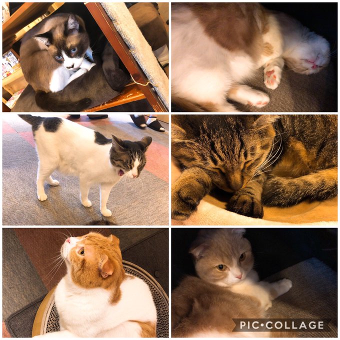 健康診断終えて、猫カフェ行ってきたーあまり構ってもらえなかったから、ギャングスタ3巻まで読んでたw 健康診断終えて、猫カフェ行ってきたーあまり構ってもらえなかったから、ギャングスタ3巻まで読んでたw