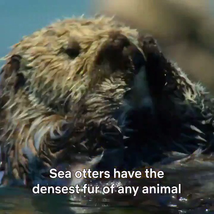 RT @ourplanet: Sea otters know a thing or two about self care. https://t.co/jTnSECkadr