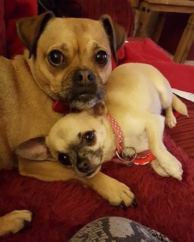 RT @damianisup: @arielwinter1 Poppy and Millie https://t.co/mMWf20ab8p