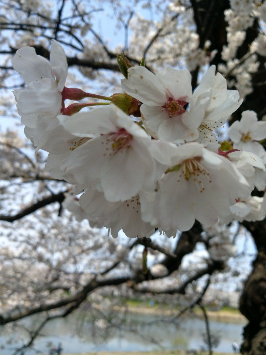 一目千本桜 川沿いに桜いっぱい 城址公園とか本当はもっと見どころあったのだけれど、疲れてしまった(´・ω・｀) https://t.co/0oEGBcMEhJ