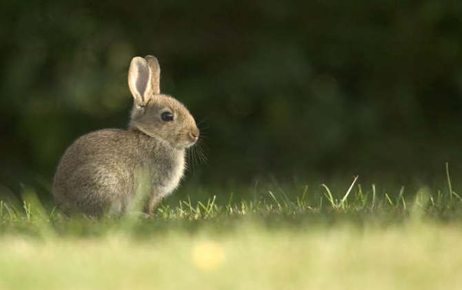 Some easy, creative, and #eco ideas for celebrating #Easter! https://t.co/W8P2qR0RBN https://t.co/52k6SFgauf