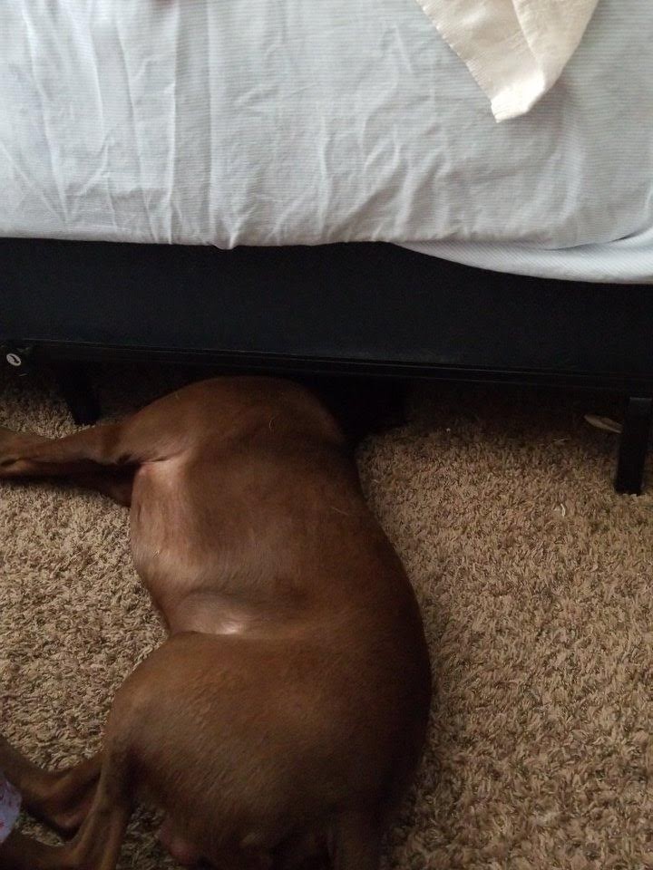 RT @burkvest: @arielwinter1

this is how my chocolate lab/pit naps

#labradorretriever https://t.co/32jd6ffqXh