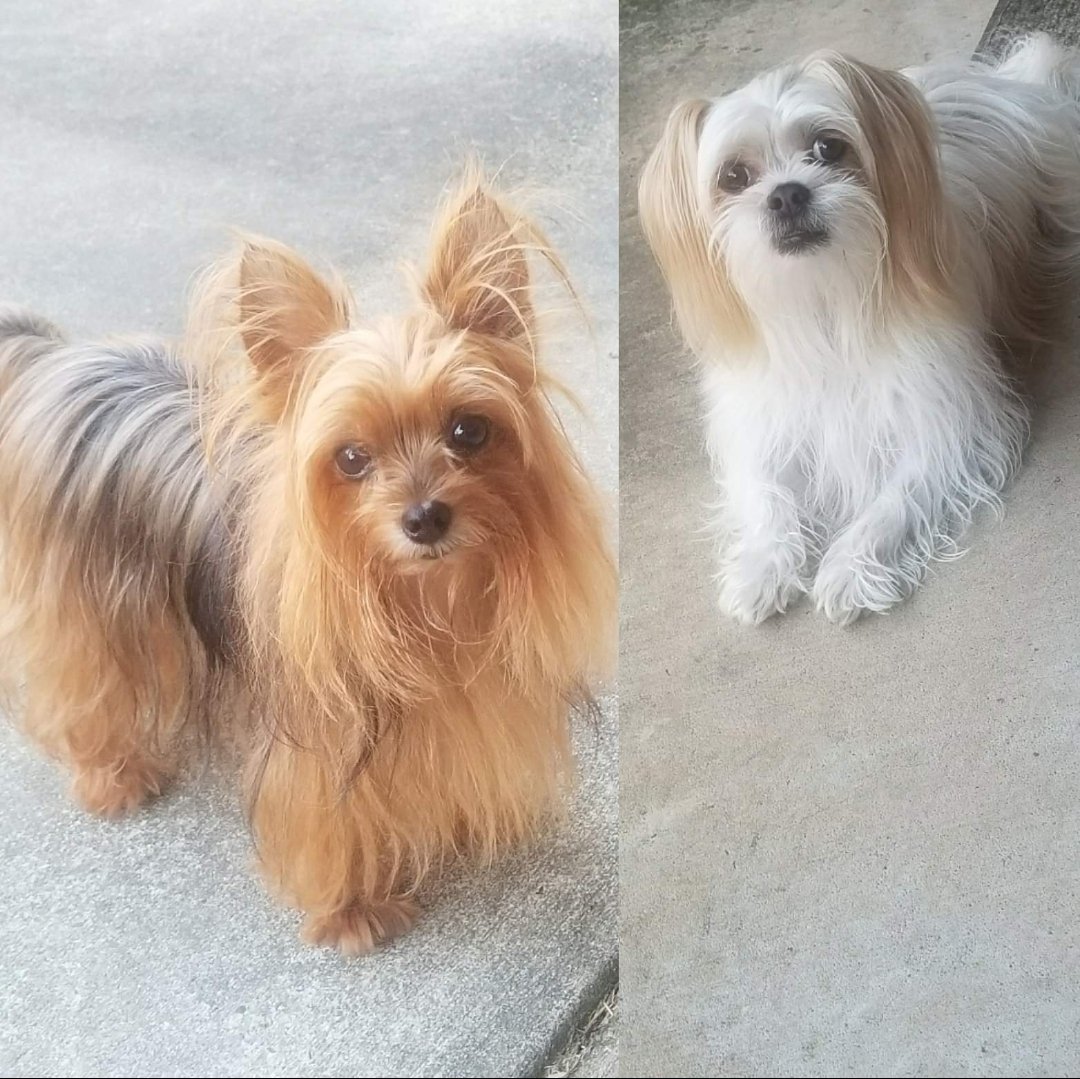 RT @djkevykev74: @arielwinter1 Our Butters and Humphrey enjoying some outside time https://t.co/IYGOUTt7tg