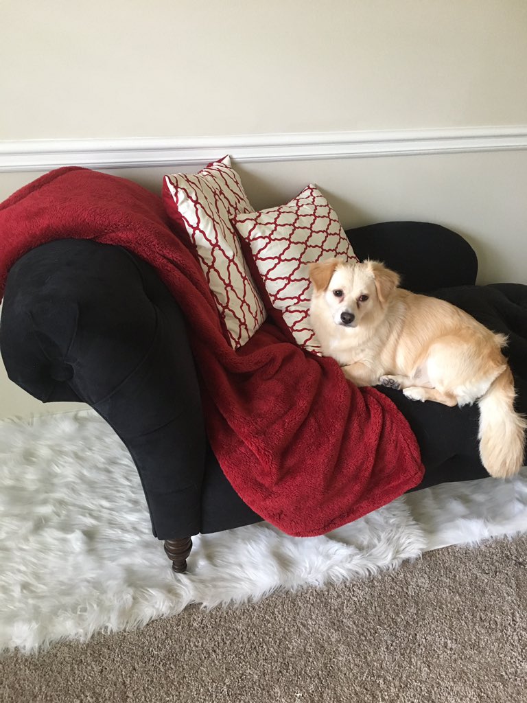 RT @michellek3919: @arielwinter1 Mini loves having her own personal chaise lounge https://t.co/6JylEhoI8h