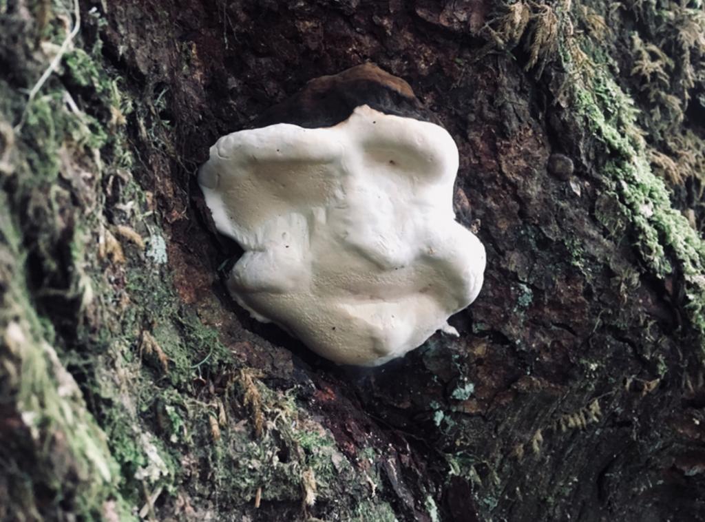 Can you see the face in this mushroom?? Kinda reminds me of the Jigsaw mask from 