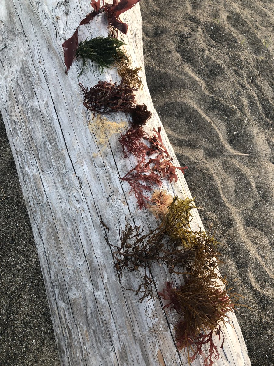 今日拾った海藻、多分全部違うと思います。。。 #海藻 https://t.co/dpVzzNz2nW