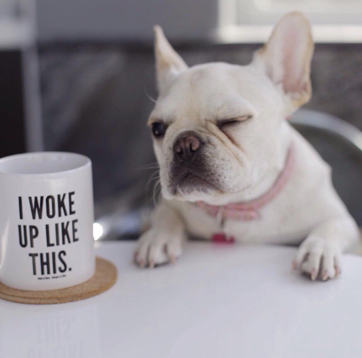 I only really need coffee on days ending with ‘y’... #Mondays (via: @albertlovesbeyonce) https://t.co/WQMWWcqXvw