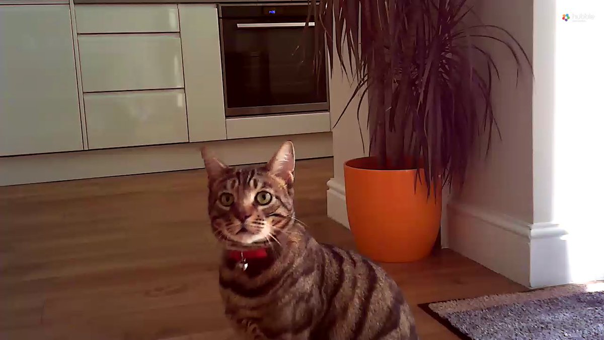 Cat burglar update: Cat bowls moved. 

Burglar looks distressed. https://t.co/WwPRQmJlAx