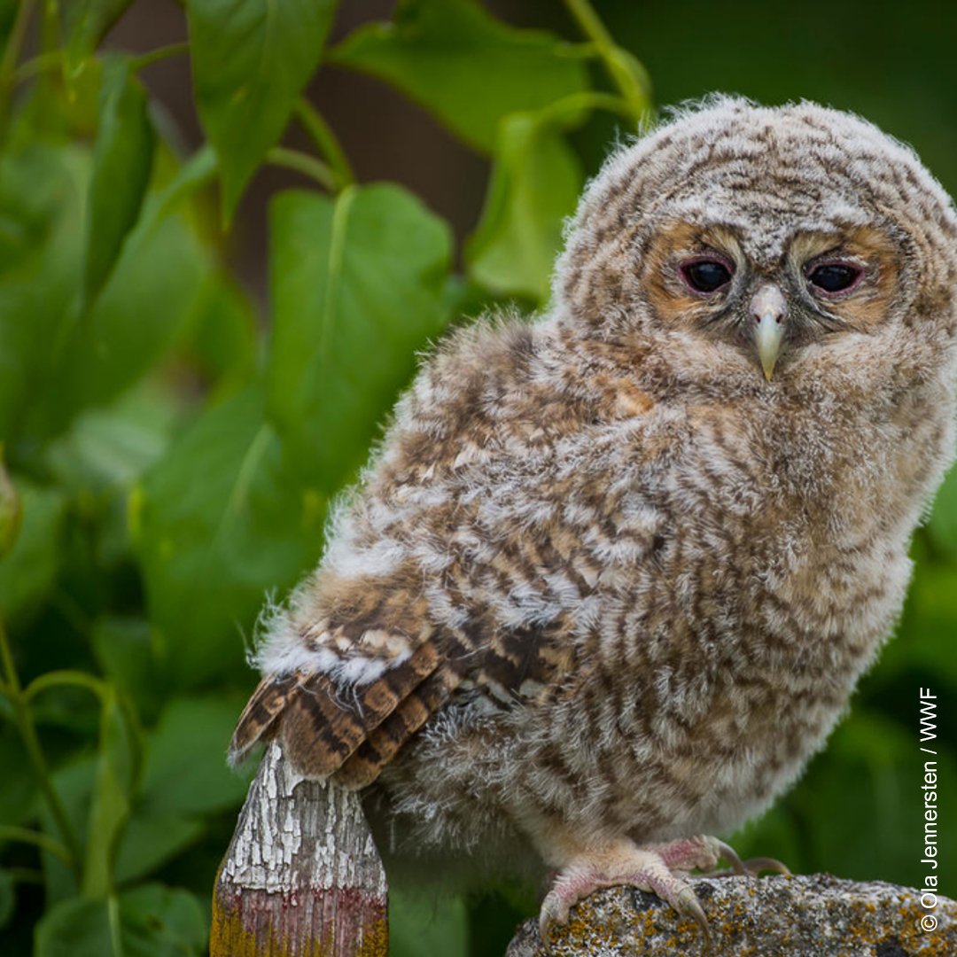 RT @WWFCymru: It's #InternationalDawnChorusDay ????
Let's celebrate their beautiful song! https://t.co/piPZGfW29Y