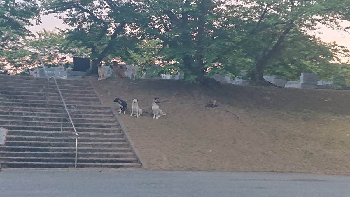 野良犬 放し飼い ド田舎 サファリ スラムに関連した画像-02