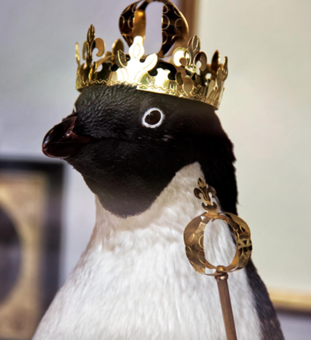 VOICE ACTORS — looking for one person to play this royal penguin. Info: https://t.co/CI6Y7rmMJZ https://t.co/9xP6jjloWG