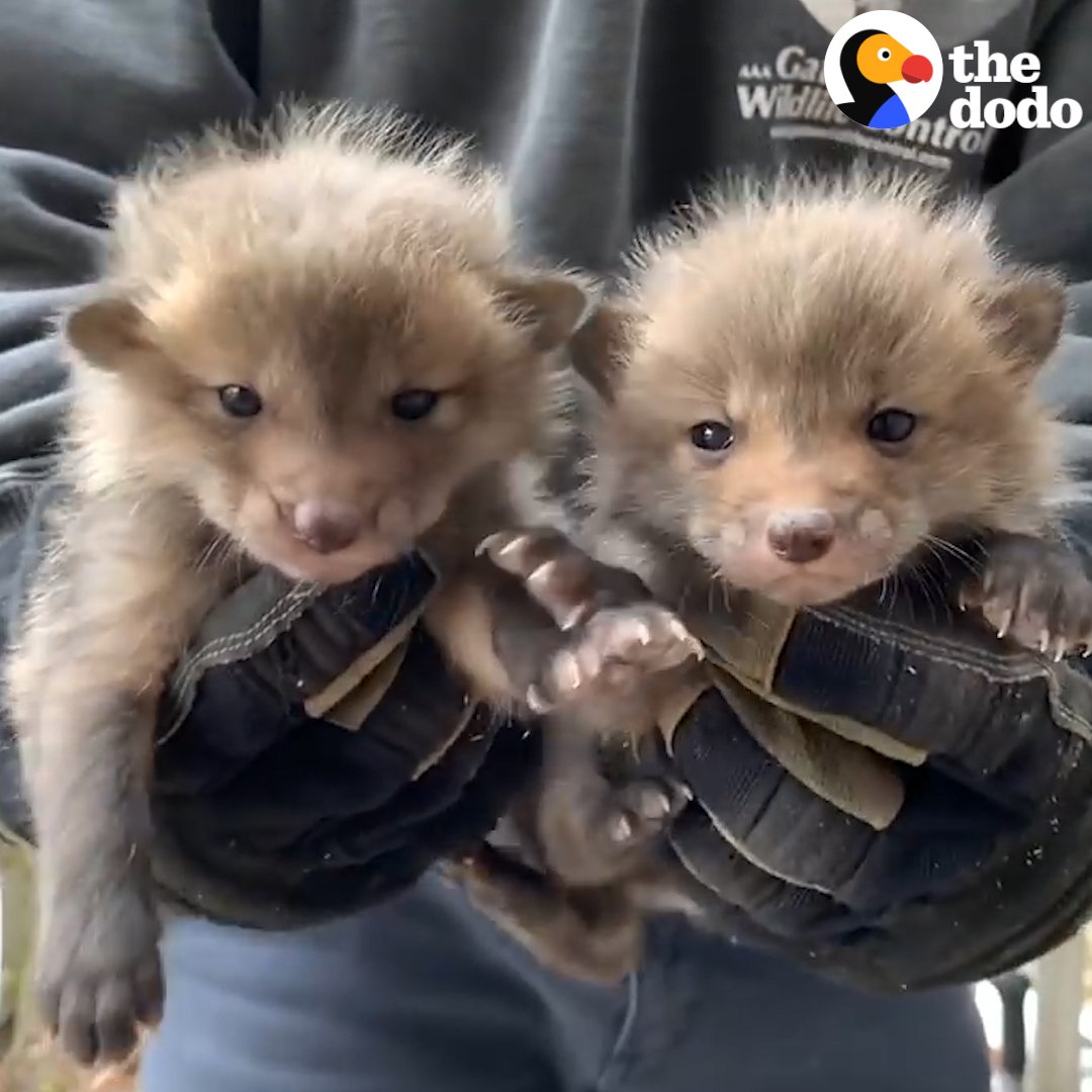 RT @dodo: Watch these adorable baby foxes reunite with their mom ???? https://t.co/7c0oP8tYzV