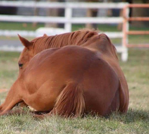 朗報 ファンの目の前で砂浴びをするグラスワンダーがかわいいと話題に 競馬まとめざんまい