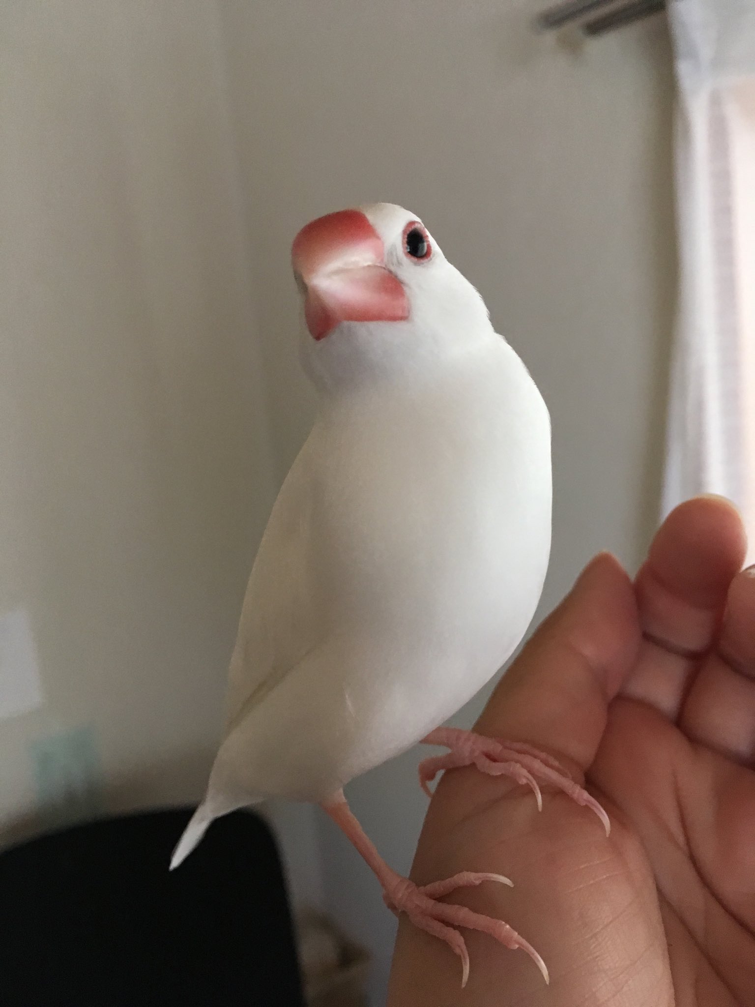 文鳥 In 白玉さんは換羽でくちばしの色が少し薄い 文鳥