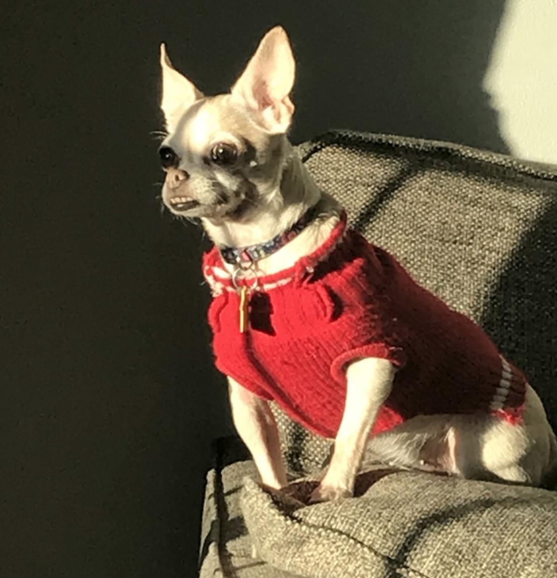 Sweet sweater on this pup ????

https://t.co/y8AjYL0fL8 https://t.co/xSMGtIGJGI
