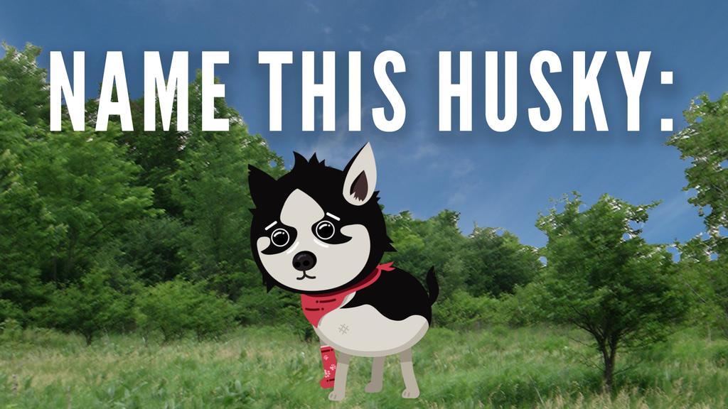 This husky's name is all up to you. Post the best name for it here: https://t.co/qJbRYKHNOb https://t.co/AMFSD1Y4BU