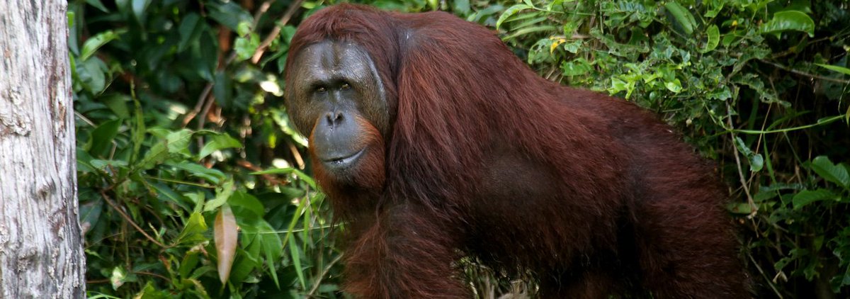 RT @mongabay: Out on a limb: Unlikely collaboration boosts orangutans in Borneo - https://t.co/wUtW4lhAUf https://t.co/QJJ4H5UgvR
