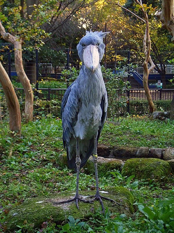 Shoebill stork. It’s over 5 feet tall. Here’s more info: https://t.co/RsOeK3Ogfl https://t.co/A6DwxnVDnM
