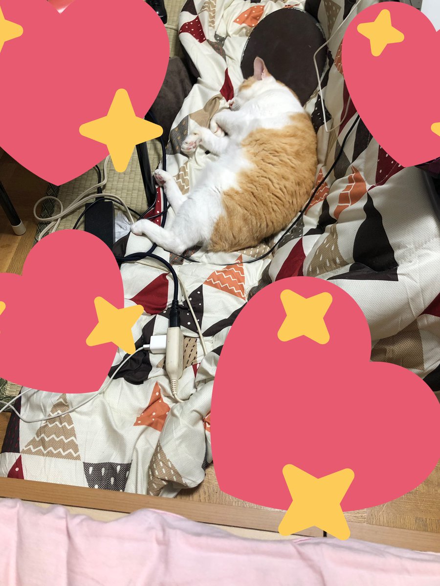 母が買ってきた新しいベッドが気に入らず、妥協して私の部屋のこたつ布団の上で寝る事にしたうちの猫可愛い。尊い。 https://t.co/r4cyYOrR2v