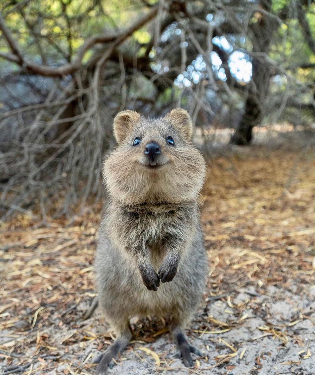 quaqua animal quaqua animal
