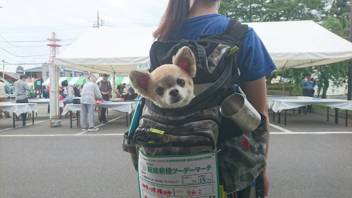 飯能新緑ツーデーマーチ今日は15㌔に参加!女子中学生の「おはようございま~す」に、ハッピーが大興奮💦これは大変だ(> 飯能新緑ツーデーマーチ今日は15㌔に参加!女子中学生の「おはようございま~す」に、ハッピーが大興奮💦これは大変だ(>