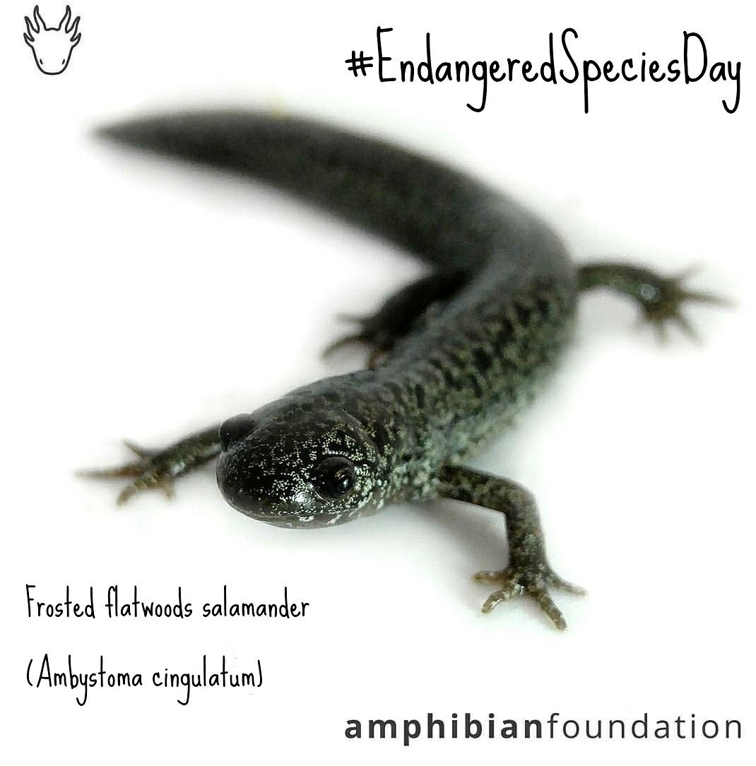 The Amphibian Foundation frogsneedourhelp