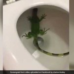 911, What's Your Emergency? Hurry, There's An Iguana In My Toilet