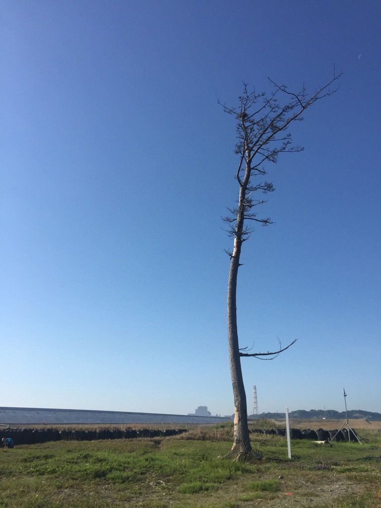 南相馬鹿島の奇跡の一本松。今年の冬には防災林整備のため伐採されるそう。いっぽん松太郎wお疲れさま、頑張ったね。二世が継い 南相馬鹿島の奇跡の一本松。今年の冬には防災林整備のため伐採されるそう。いっぽん松太郎wお疲れさま、頑張ったね。二世が継い