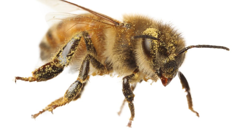 Why #Honeybees Are Good at Grooming (It’s All in the Hair) https://t.co/KAsdajLLKj https://t.co/v6FXw8NMl2