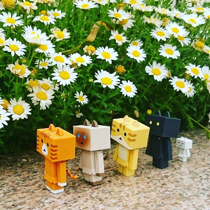 春の行進#ダンボー#ニャンボー#にゃんぼー#danbo#nyanbo#花#flower 春の行進#ダンボー#ニャンボー#にゃんぼー#danbo#nyanbo#花#flower