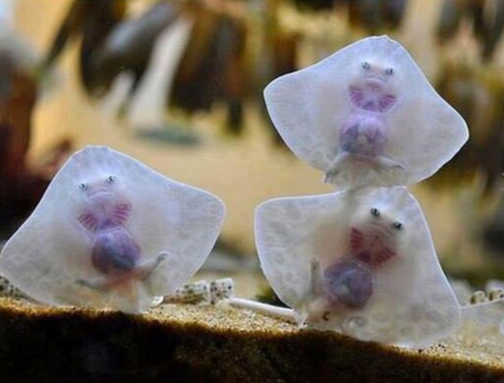 Baby sting rays look like haunted ravioli squares. 

If you didnt know now you know. https://t.co/0eGp3cq7eG