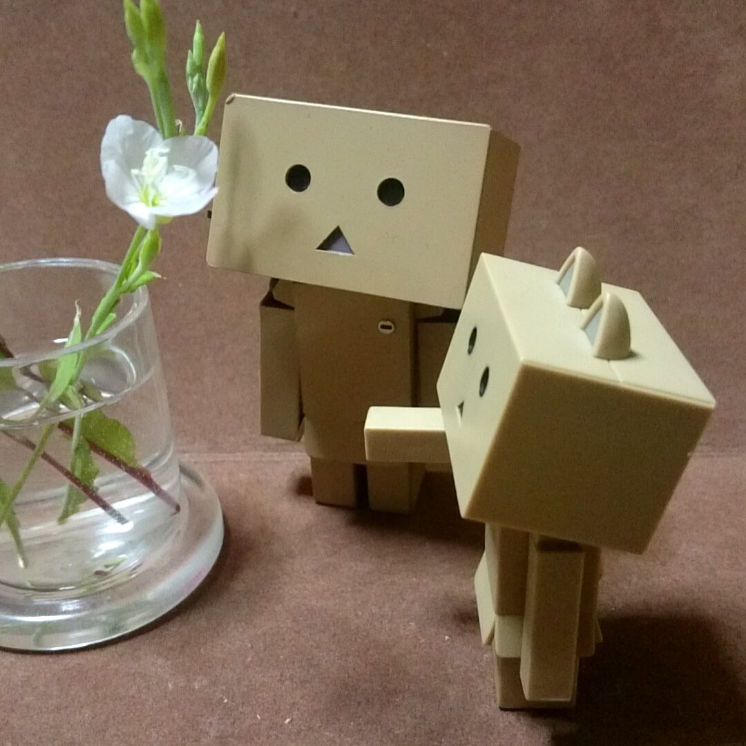 ユウゲショウ(夕化粧)と言う名前らしいです夜のお仕事かい?#ダンボー#ニャンボー#にゃんぼー#ダボニャ#花#flower ユウゲショウ(夕化粧)と言う名前らしいです夜のお仕事かい?#ダンボー#ニャンボー#にゃんぼー#ダボニャ#花#flower