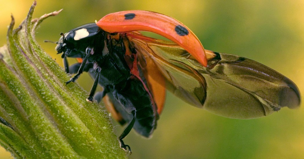 #Ladybugs Pack Wings and Engineering Secrets in Tidy Origami Packages https://t.co/drAHGejKuc https://t.co/MnfmQN92dD