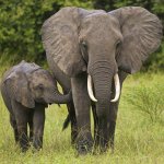 #ShockWildlifeTruths: Namibia flouts international law to export baby elephants #ShockWildlifeTruths: Namibia flouts international law to export baby elephants