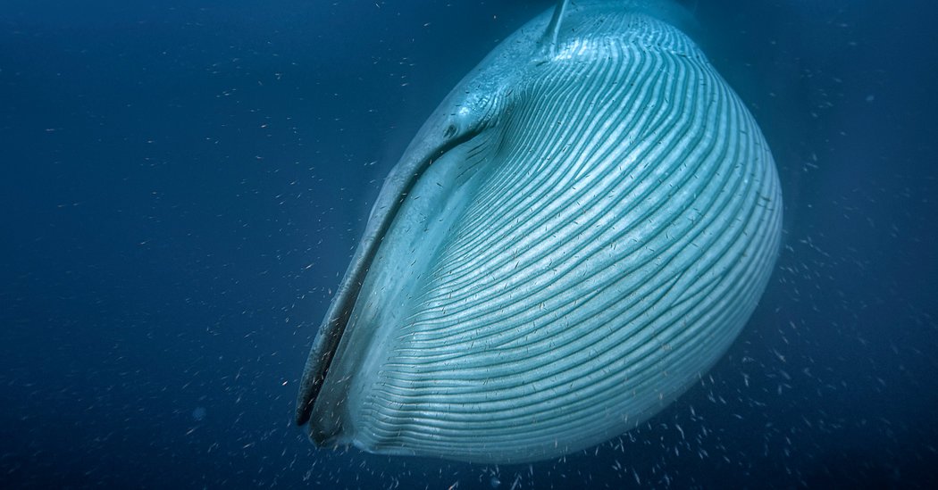 How #Whales Became the Biggest Animals on the Planet https://t.co/7y5TNrgVwB https://t.co/D1gYvTaBrS