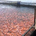 FAO alerta por virus de la tilapia, pescado popular en Colombia y Ecuador - Diario Co Latino FAO alerta por virus de la tilapia, pescado popular en Colombia y Ecuador - Diario Co Latino