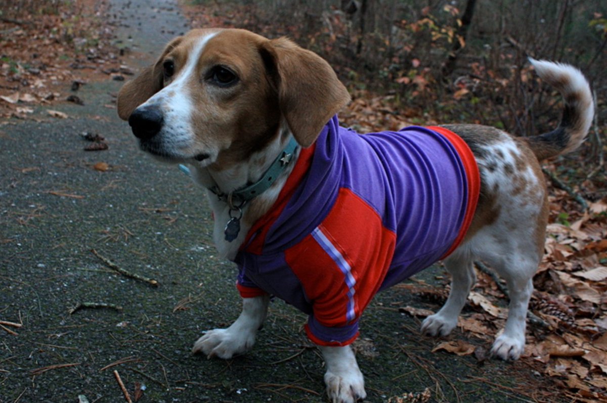 Dress up your dog in a outfit. Could be a velour romper. Here's why you should do it: https://t.co/ix7dctGUSY https://t.co/KlideuO6Rt
