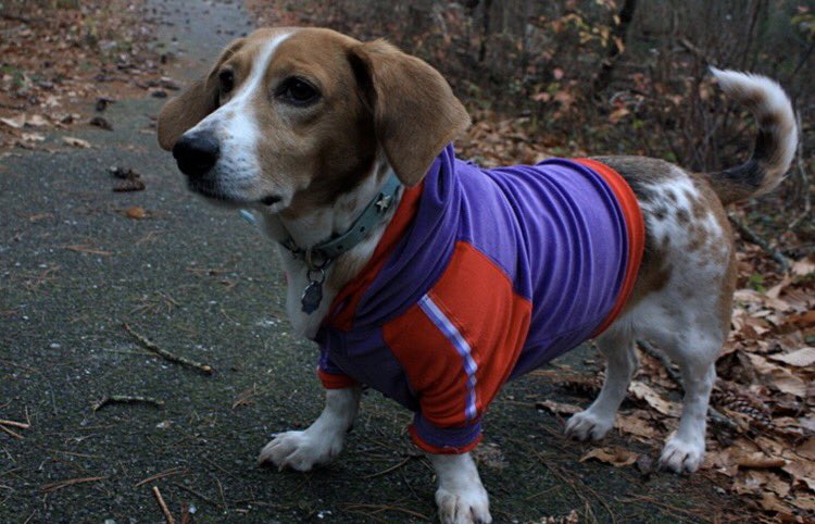 Dress up your dog in an outfit. Could be a velour romper. Here's why you should do it: https://t.co/ix7dctYvKw https://t.co/Aq7680ZhQl