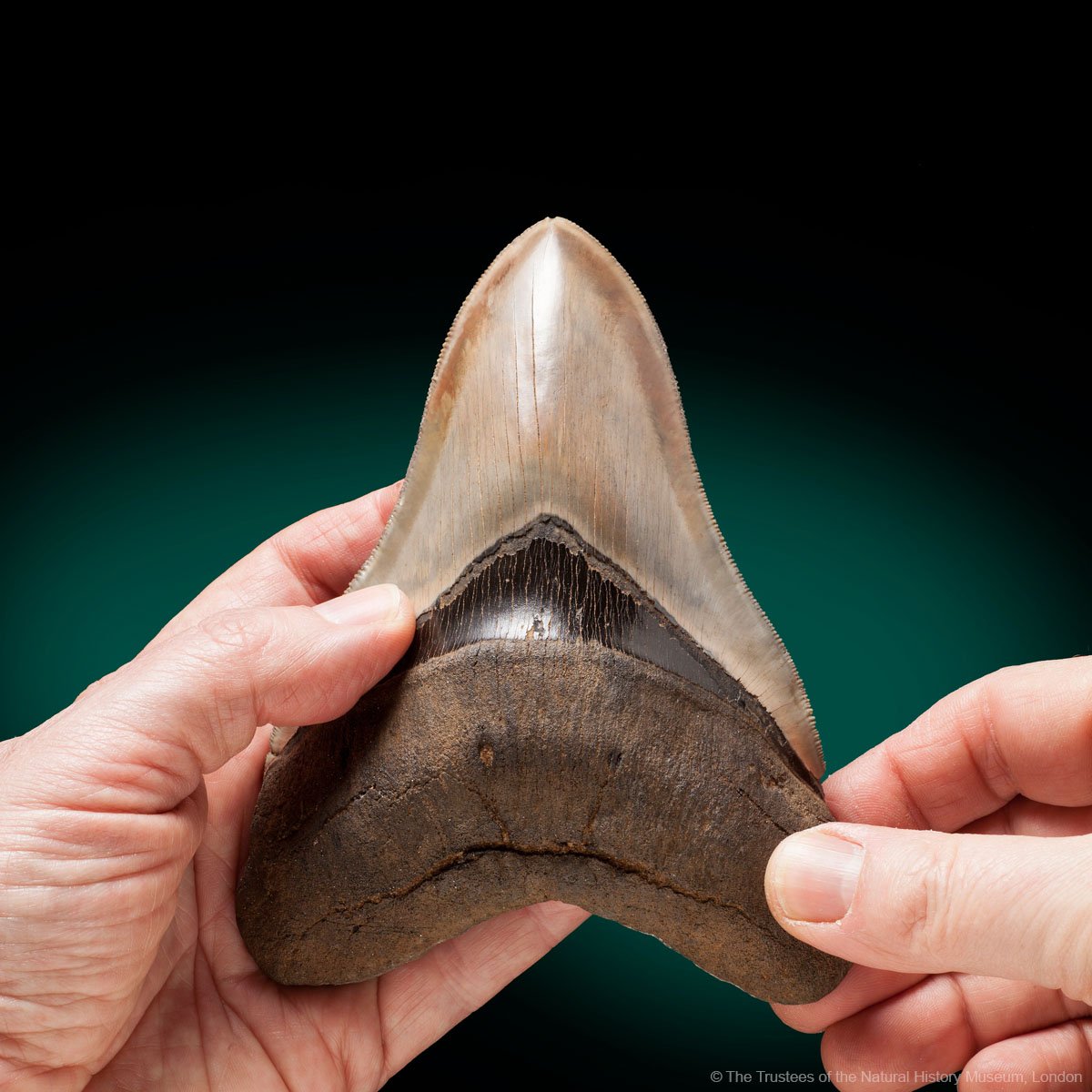 #FossilFriday