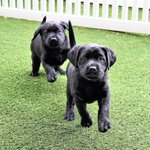 Here are the 2 guide dog puppies named after the 2017 Boston Marathon winners Here are the 2 guide dog puppies named after the 2017 Boston Marathon winners