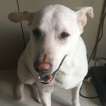 Man fined $4,800 for pet abandonment and keeping of unlicensed dogs