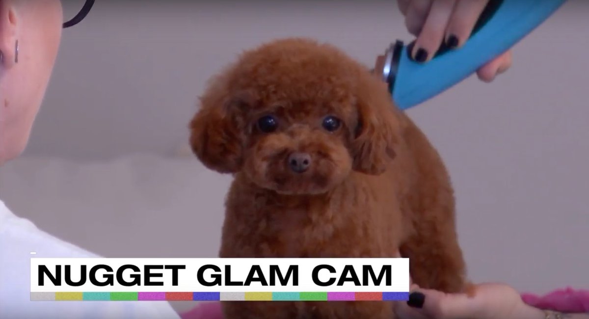 Nugget is also looking to be a @COVERGIRL #KPWWW #TeamKP https://t.co/ZkpJOVib45