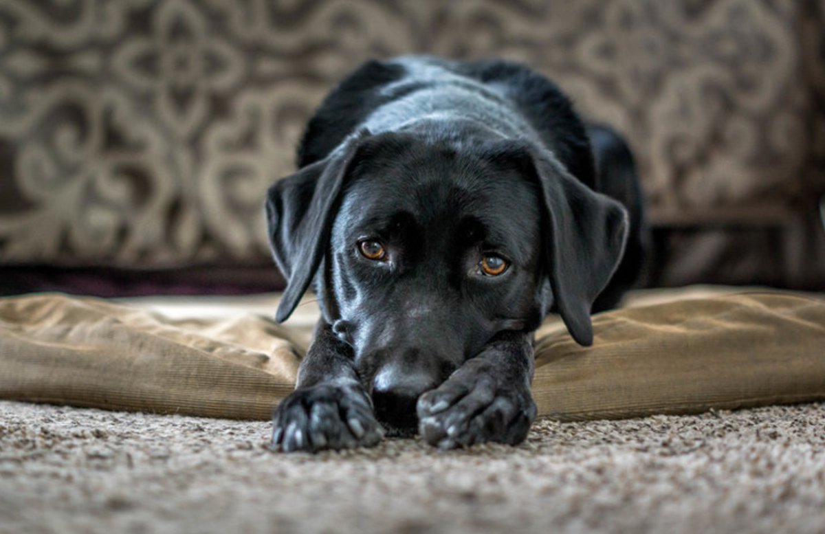 Film your dog lying around the house and post here: https://t.co/zffpkPeD6B https://t.co/MLY60vHSUB