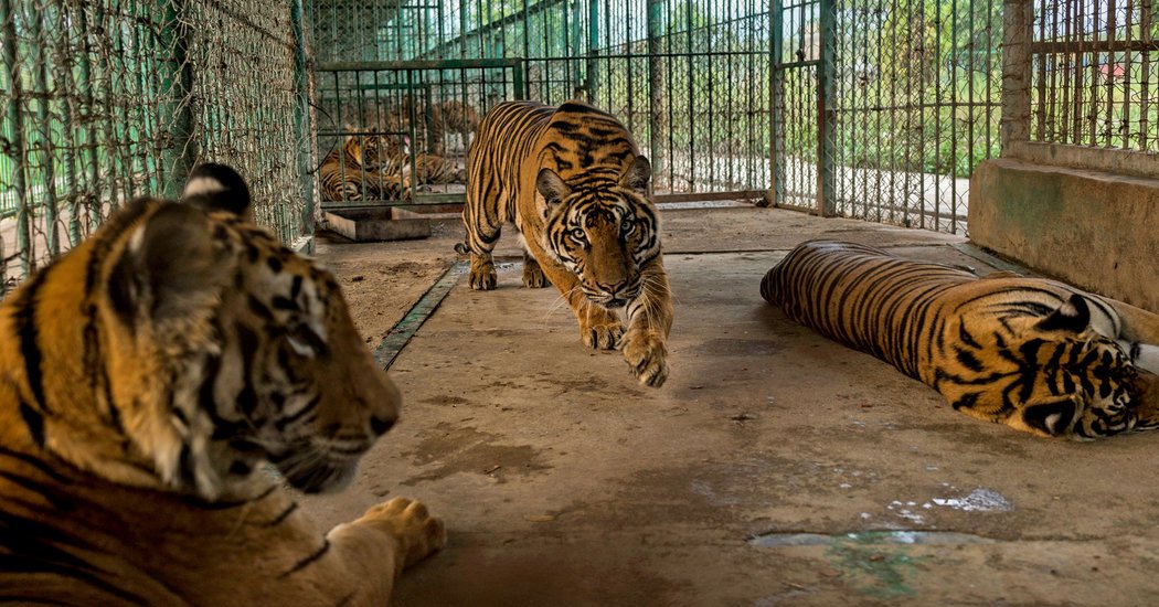 Animal Farms in Southeast Asia Fuel an #IllegalTrade in #RareWildlife https://t.co/zk411LzEGV https://t.co/nMdOoF9ssS