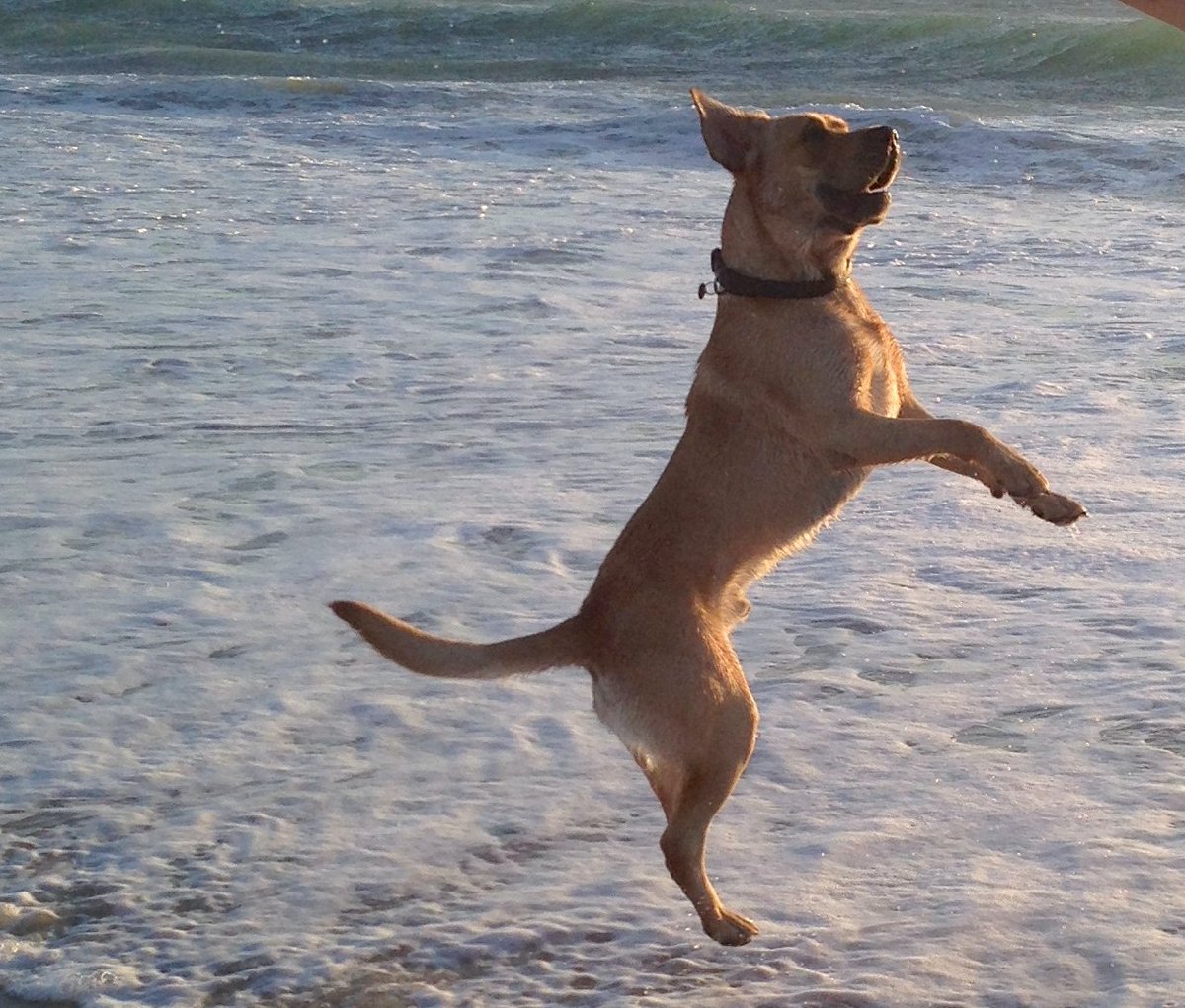 Record your dog doing some kind of trick on camera — here's why: https://t.co/h5qiLtQcwn https://t.co/j2lWtggPln