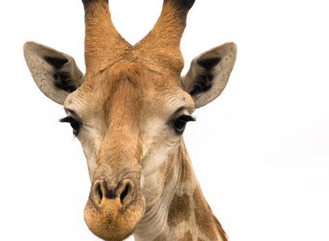 Port Lympne Reserve celebrates World Giraffe Day and you could win a stay at Port Lympne too Port Lympne Reserve celebrates World Giraffe Day and you could win a stay at Port Lympne too