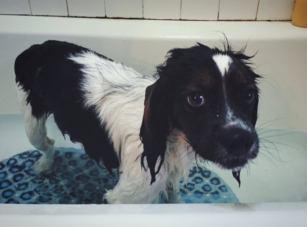 Bath time for your dog soon? Film them in the tub. Sure they'll be thrilled!! https://t.co/hAfR1OU9KD https://t.co/02CdmM5iX0